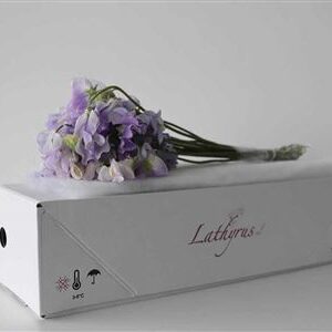 A126489_H_1-1 Lathyrus Lavender Wedding 40 cm