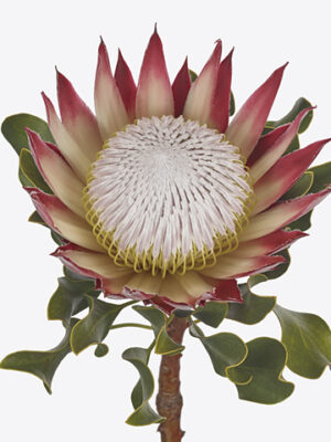 A127127_1-9 Protea Cynaroides Clare rezaný kvet