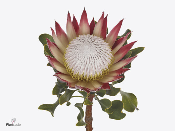 A127127_1-9 Protea Cynaroides Clare rezaný kvet