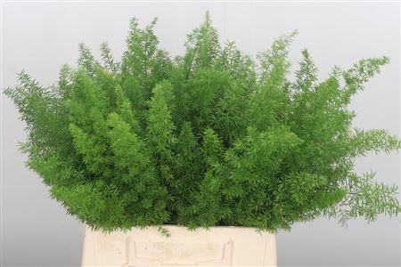 Asparagus Dens Myers