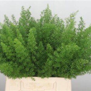 A1275_H_1-7 Asparagus Dens Myers