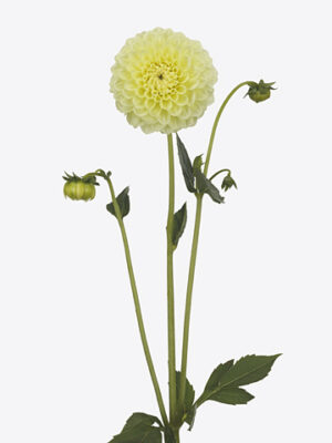 A128334_1 Dahlia Banana Baby