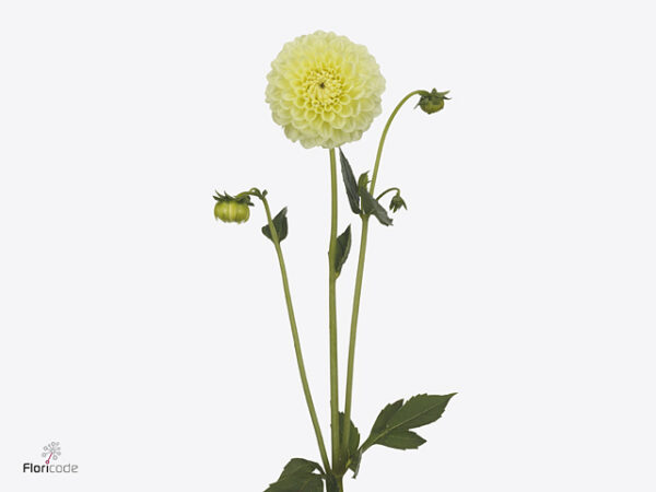 Dahlia Banana Baby