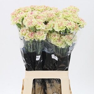 Karafiát Di St Mochi 65 cm