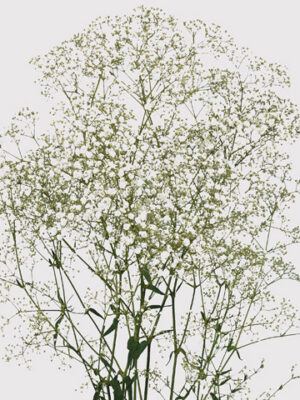 Gypsomilka Million Apricot farbená 80 cm