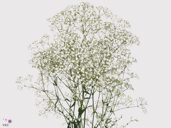 A13400_1 Gypsomilka Million Apricot farbená 80 cm