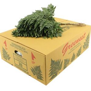 Eukalyptus cinerea 70 cm