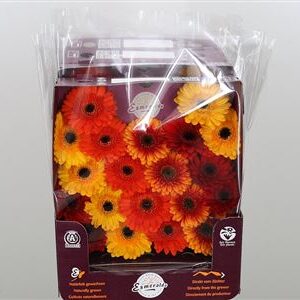 A14022ORANG_H_1-5 Oranžová gerbera Ge Mi @ Mix Orangina s plným kvetom