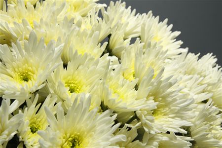 A18937_H_1-9 Biela chryzantéma Tellianne White s dĺžkou 70 cm