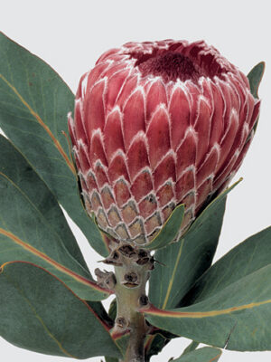 A19465_1-7 Protea Empress rezaný kvet