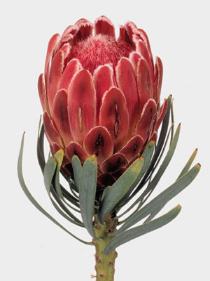 A19466_1-63 Protea Venus rezaný kvet