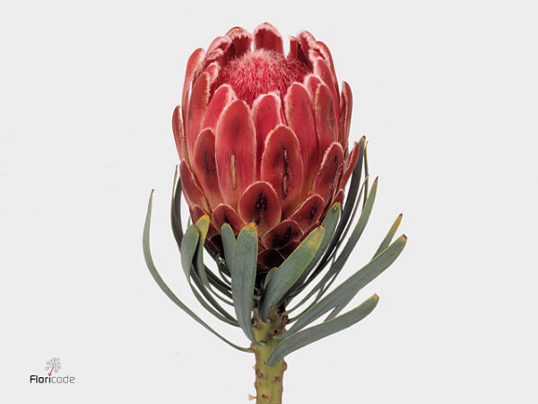 A19466_1-63 Protea Venus rezaný kvet