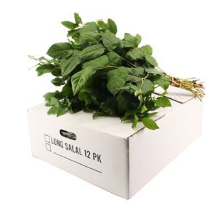 A212_H_1-39 Salal veľký, 60 cm