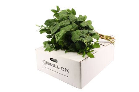 A212_H_1-39 Salal veľký, 60 cm