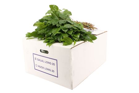 A2201_H_1-36 Salal veľký, 60 cm