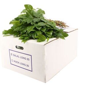 A2201_H_1-40 Salal veľký, 60 cm