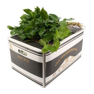 A2202M_H_1-74 Salal Tips 45 cm