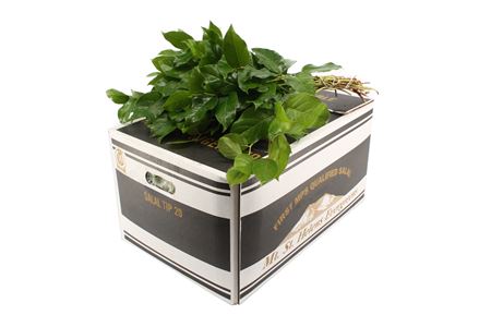 A2202M_H_1-74 Salal Tips 45 cm