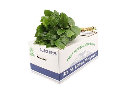 Salal Baby 30 cm