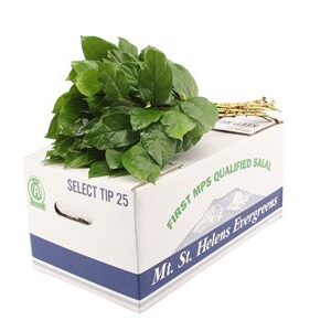 A225BM_H_1-25 Salal Baby 30 cm