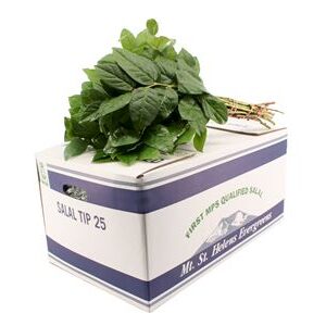 A225M_H_1-119 Salal Tips 45 cm