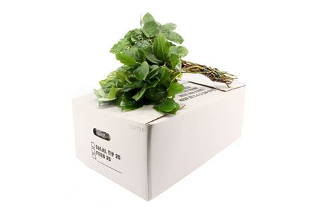 Salal Tips 45 cm
