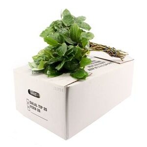 A225_H_1-72 Salal Tips 45 cm