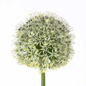 Allium Mount Everest White
