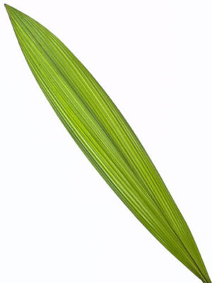 Dec Curculigo