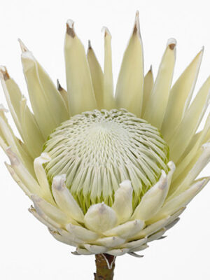 A24949_1-8 Protea Cynaroides Artic Ice rezaný kvet