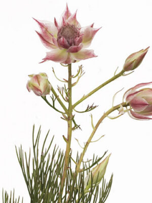 A25650_1-63 Serruria Blushing Bride Pink