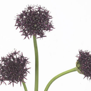 Allium Atropurpureum Dark Purple