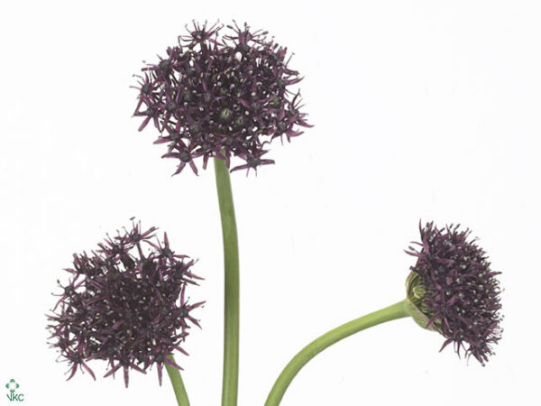 Allium Atropurpureum Dark Purple
