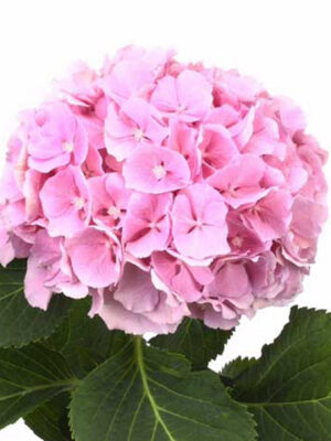 Hortenzia M Verena Pink rezaný kvet