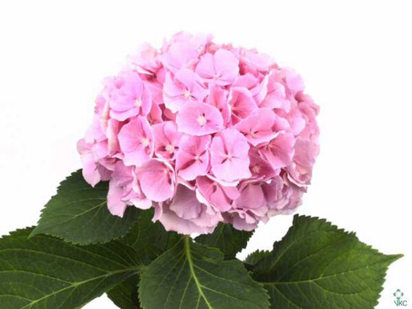 Hortenzia M Verena Pink rezaný kvet