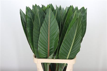 A311_H_1-12 Strelitzia rezaný kvet