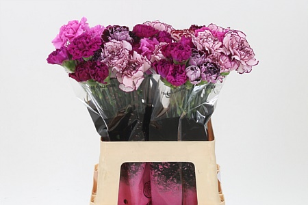 Karafiát Di St Mix Purple 65 cm