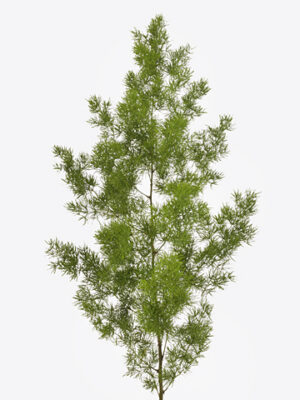 A514_1-2 Asparagus Umbellatus 70 cm