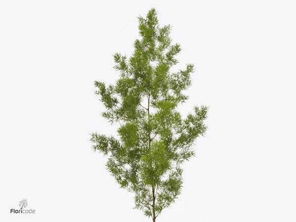 Asparagus Umbellatus 70 cm
