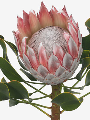 Protea Cynaroides