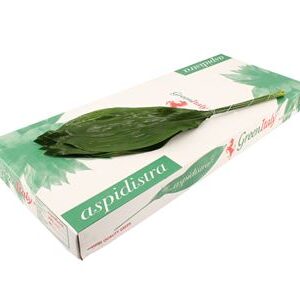 Aspidistra Elatior 60 cm