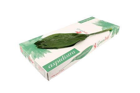 AASPL8_H_1-121 Aspidistra Elatior 60 cm