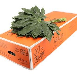 Aralia listnatá 'Dec Aralia Extra' s listami
