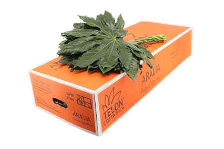 Aralia listnatá 'Dec Aralia Extra' s listami
