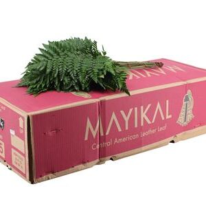 B000135_0000142754_H_1-1 Eukalyptus cinerea 70 cm
