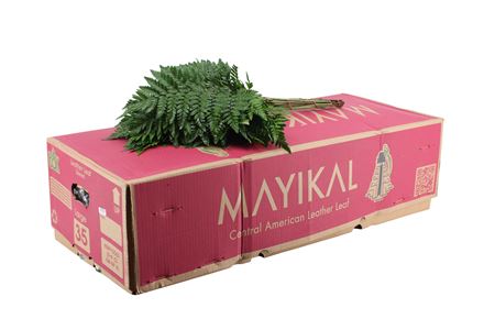 B000135_0000142754_H_1-1 Eukalyptus cinerea 70 cm