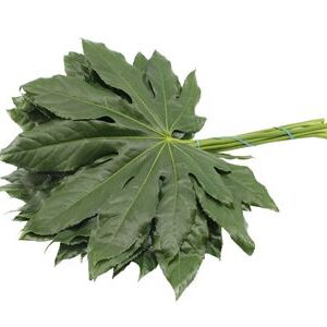 Dec Aralia Medium 40 cm