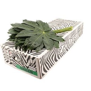 B000CAS_0000138376_H_1-2 Zeleň Aralia Elegant s listami