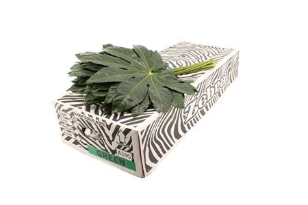 B000CAS_0000138376_H_1-2 Zeleň Aralia Elegant s listami