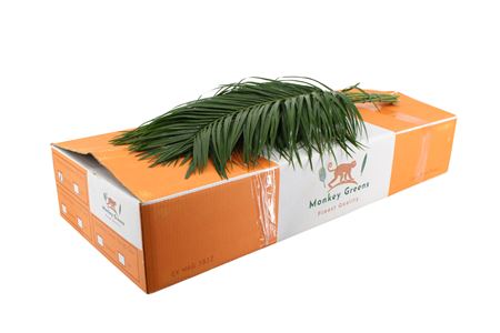 Dekoratívna tráva Phoenix